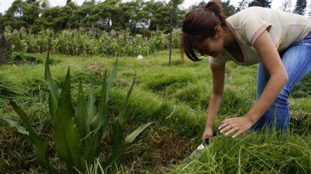 Construyendo Tunjuelo, 2013 Pantano la Libelula CEJ